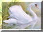 Mute Swan.jpg (44151 bytes)