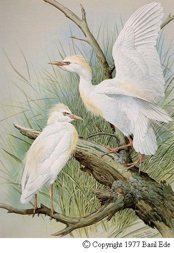 Cattle Egret.jpg (57932 bytes)