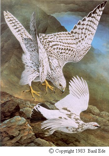 Gyrfalcon with Rock Ptarmigan.jpg (59817 bytes)