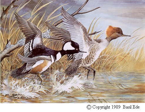 Hooded Merganser.jpg (76575 bytes)