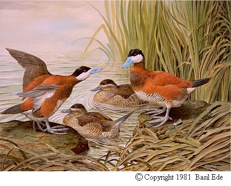 Ruddy Duck.jpg (69454 bytes)