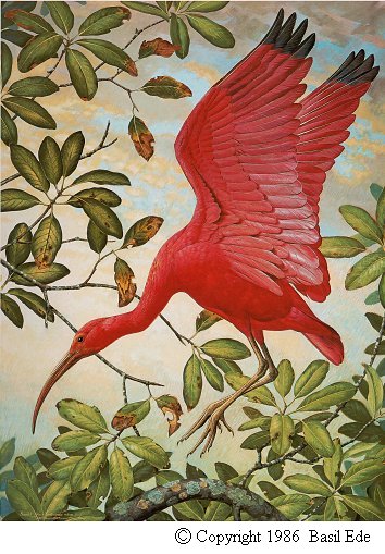 Scarlet Ibis.jpg (69874 bytes)