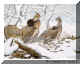 Ruffed Grouse.jpg (67106 bytes)