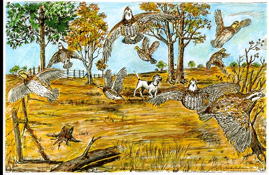 Field Quail.jpg (178514 bytes)