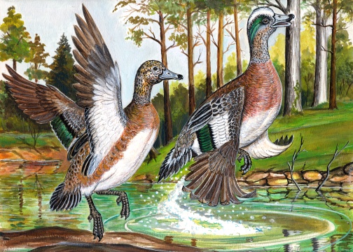 American Widgeon.jpg (125270 bytes)