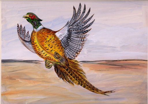 Pheasant.jpg (82217 bytes)